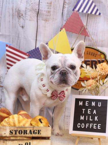 20240922ブーくん